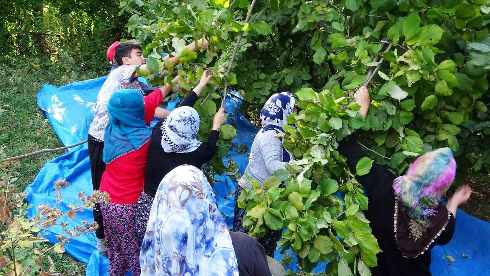 Gevaş’ta ‘olmaz’ denilen fındığın hasadına başlandı