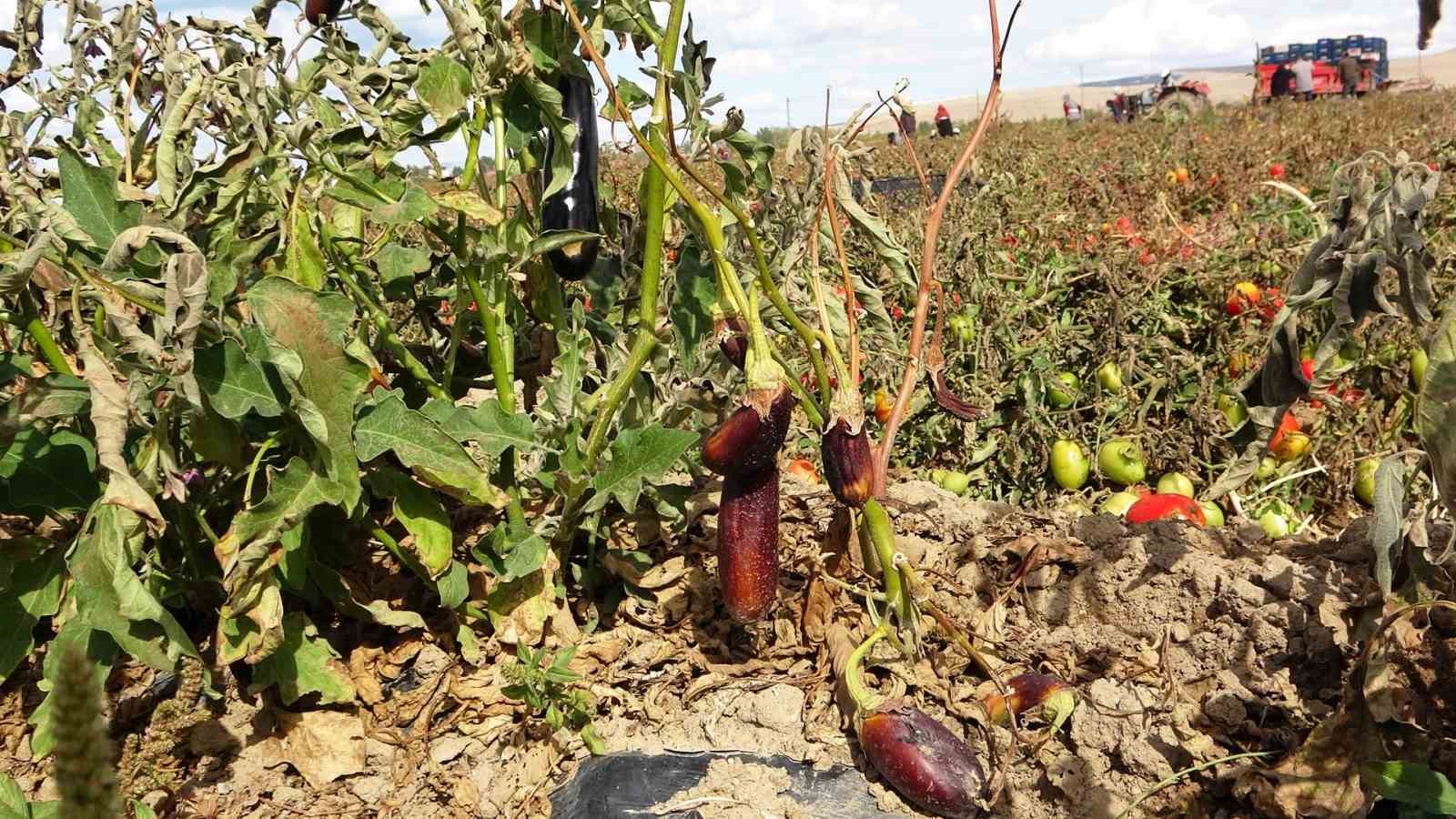 Soğuk hava tarlaları vurdu, tonlarca sebze dondu