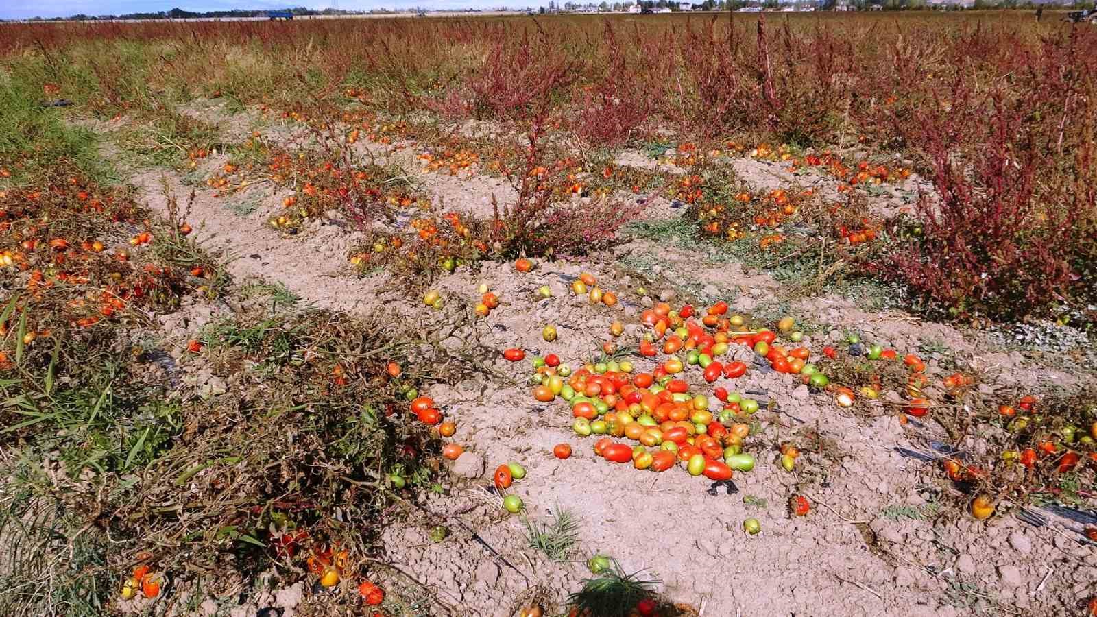 Soğuk hava tarlaları vurdu, tonlarca sebze dondu