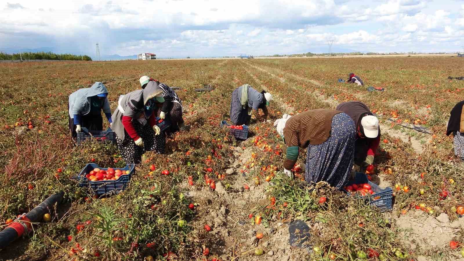 Soğuk hava tarlaları vurdu, tonlarca sebze dondu