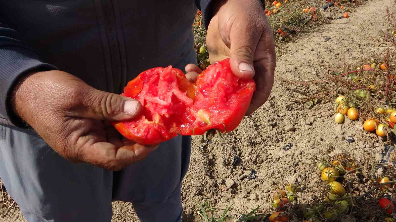 Soğuk hava tarlaları vurdu, tonlarca sebze dondu