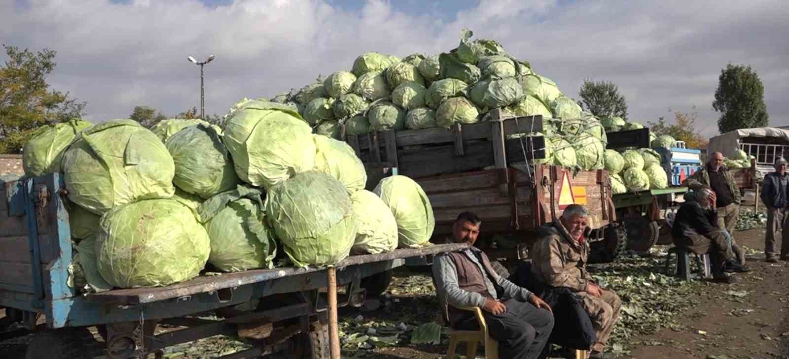 Erciş’te lahana hasadı başladı