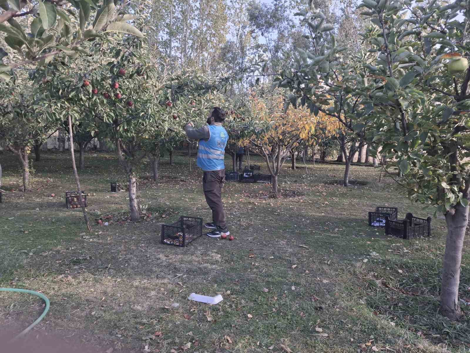 Vanlı hayırsever kadın, elma gelirini Gazze’ye bağışladı