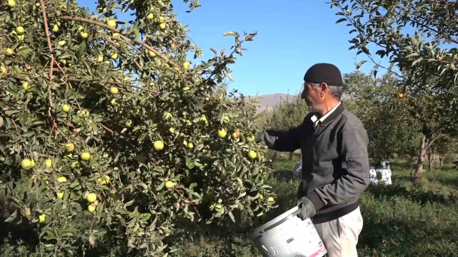 Erciş’te kışlık elma hasadı başladı