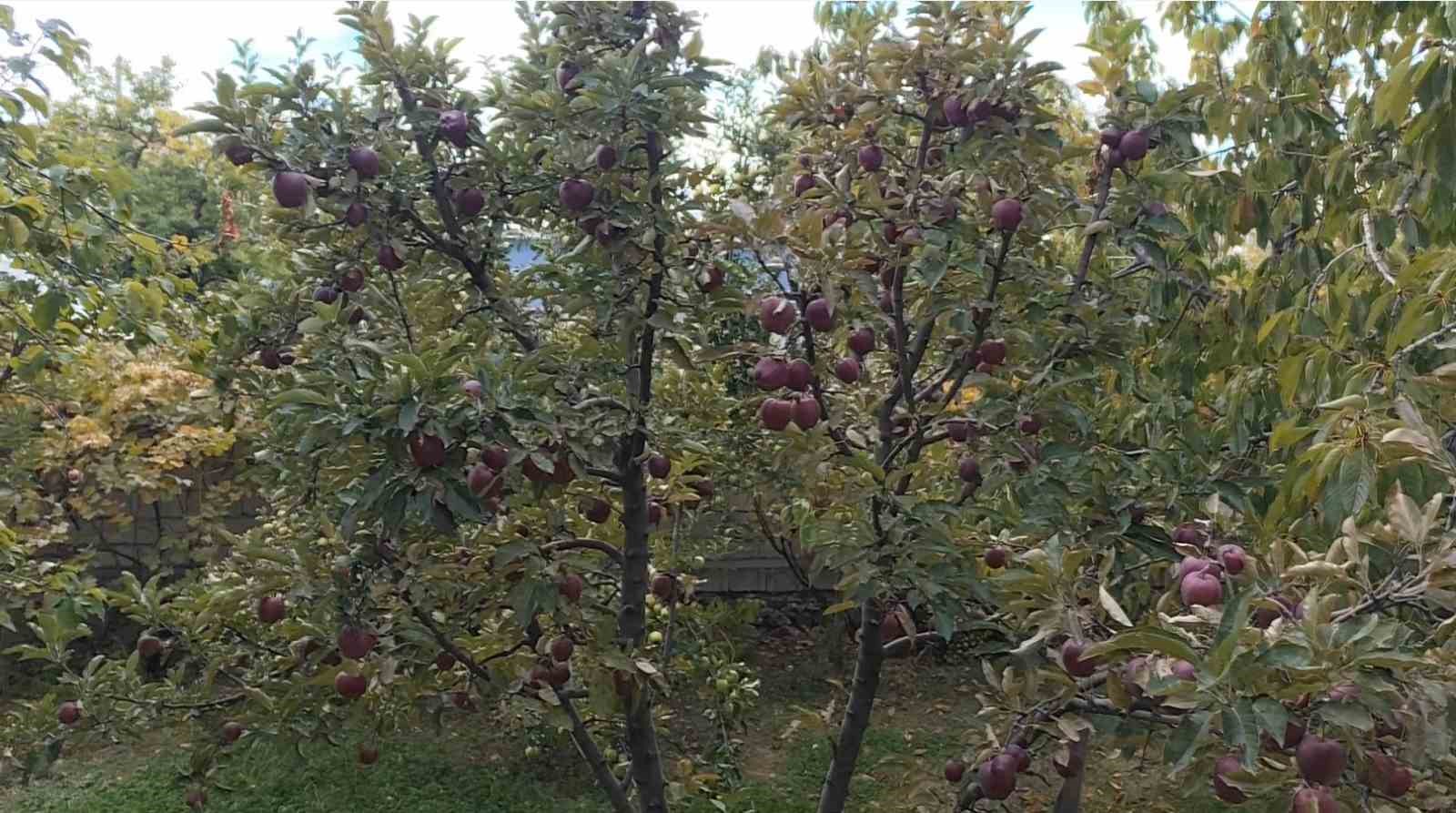 Erciş’te kışlık elma hasadı başladı