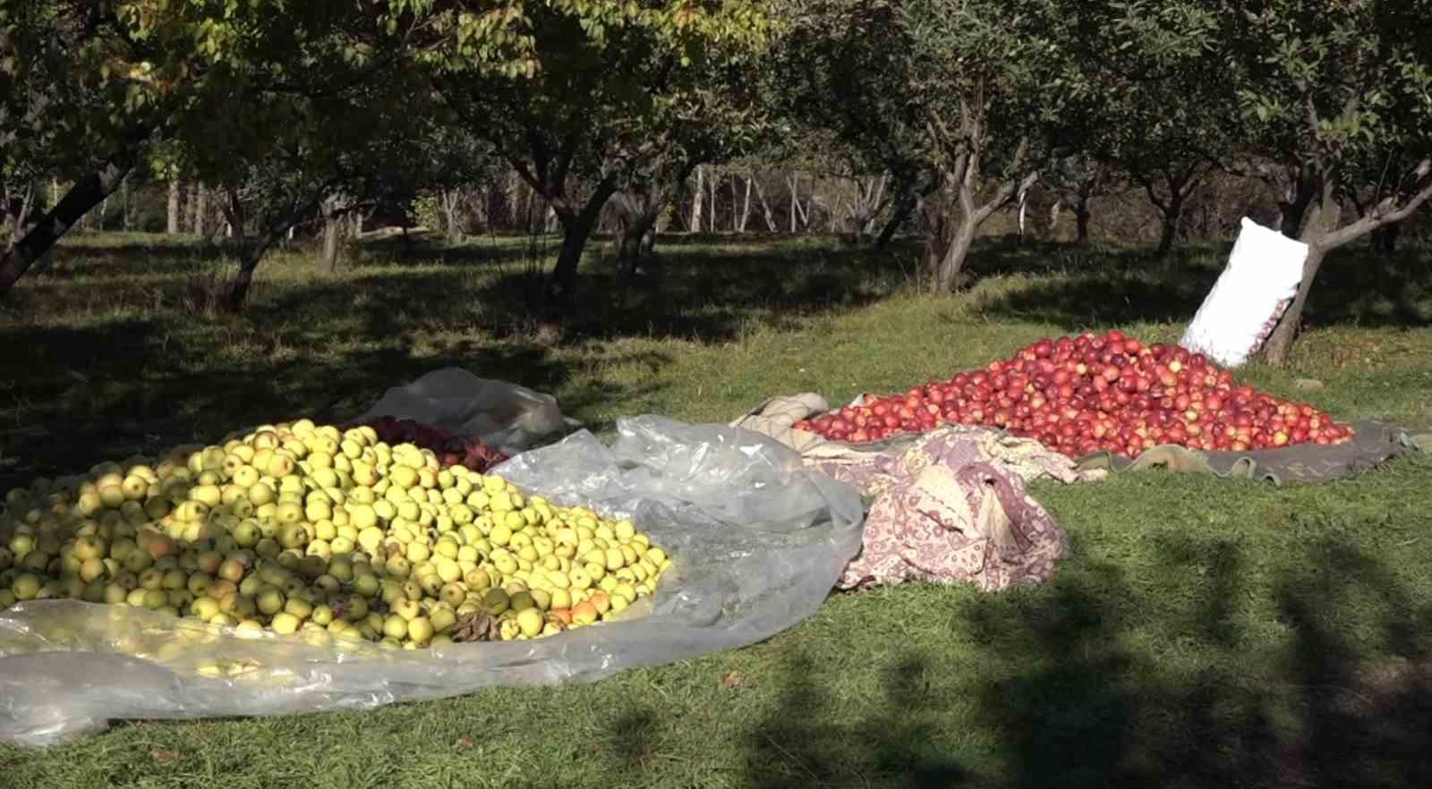 Erciş’te kışlık elma hasadı başladı