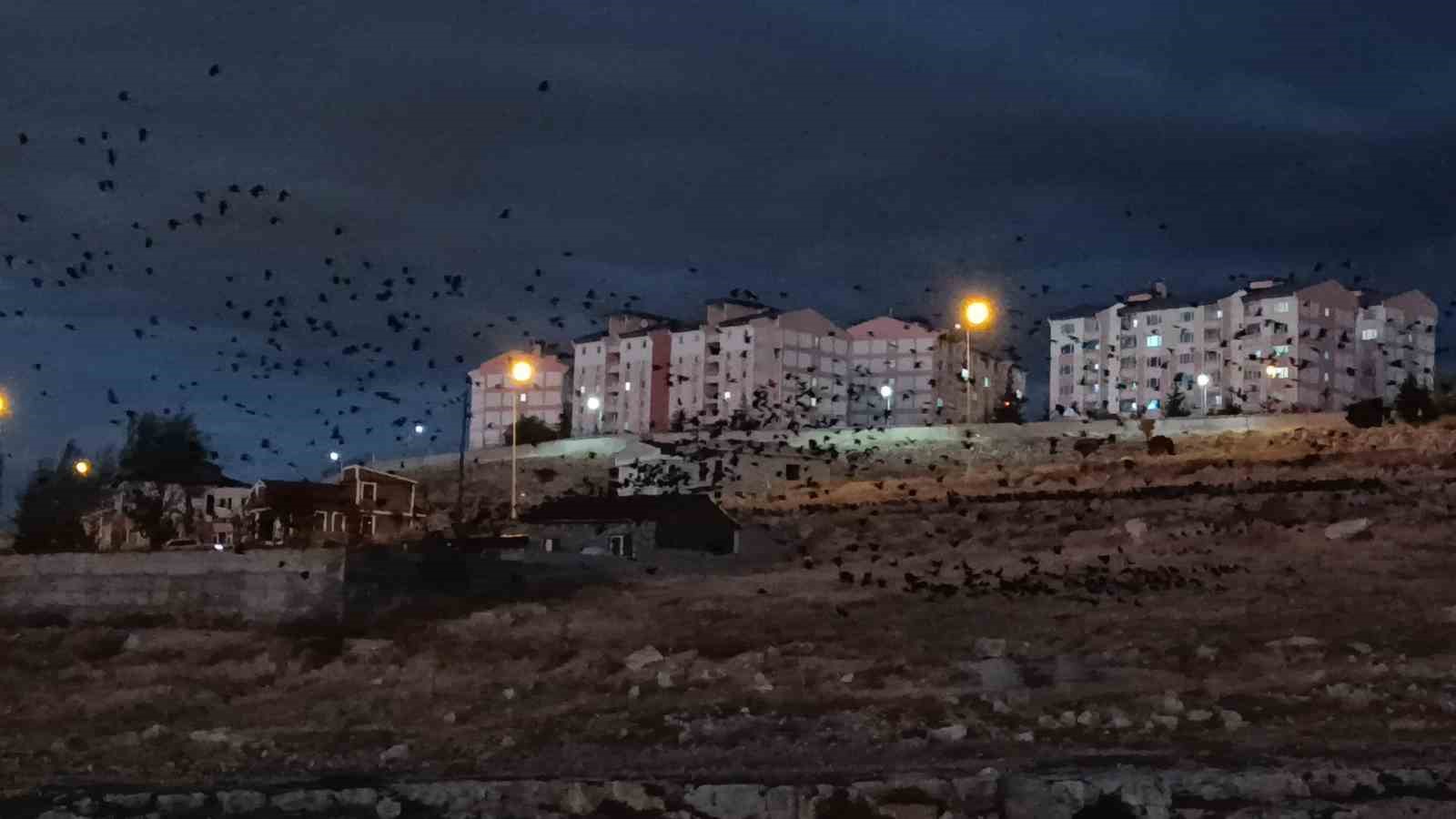 Van’da binlerce karga gökyüzünü kapladı