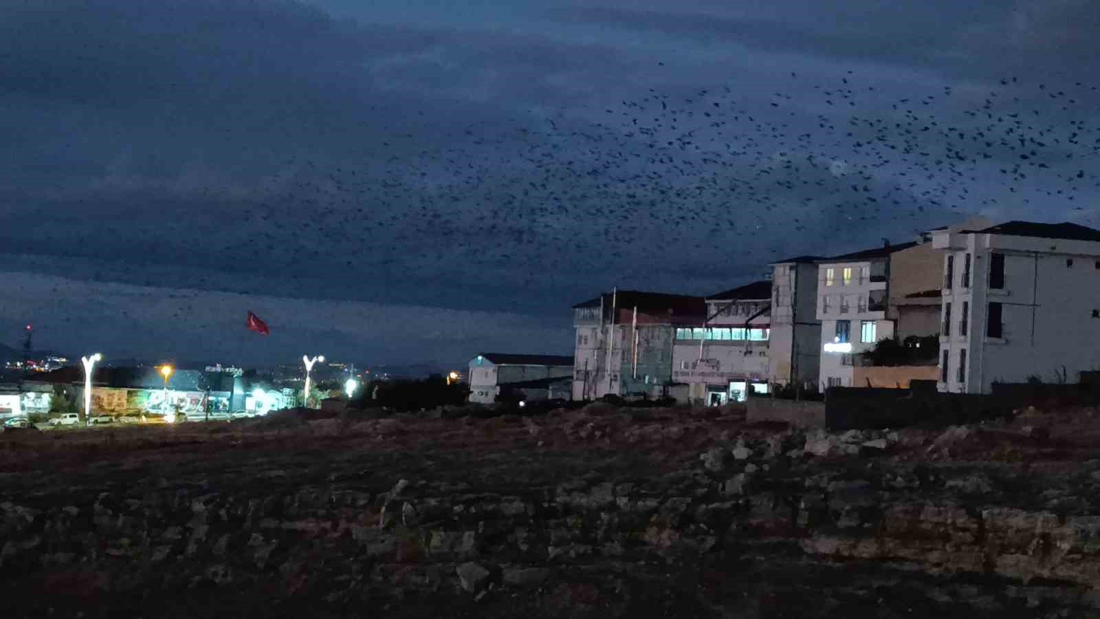 Van’da binlerce karga gökyüzünü kapladı