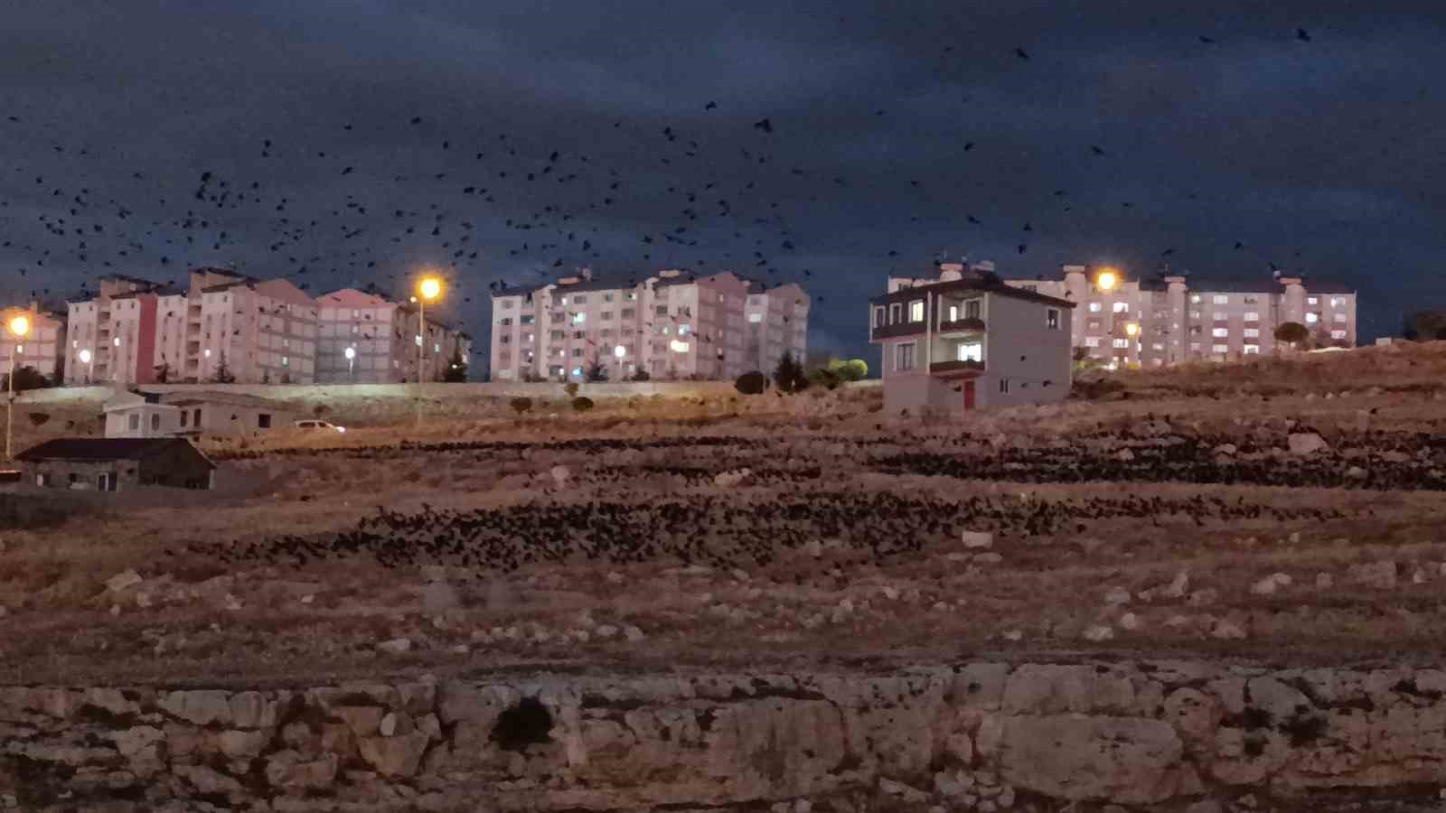 Van’da binlerce karga gökyüzünü kapladı