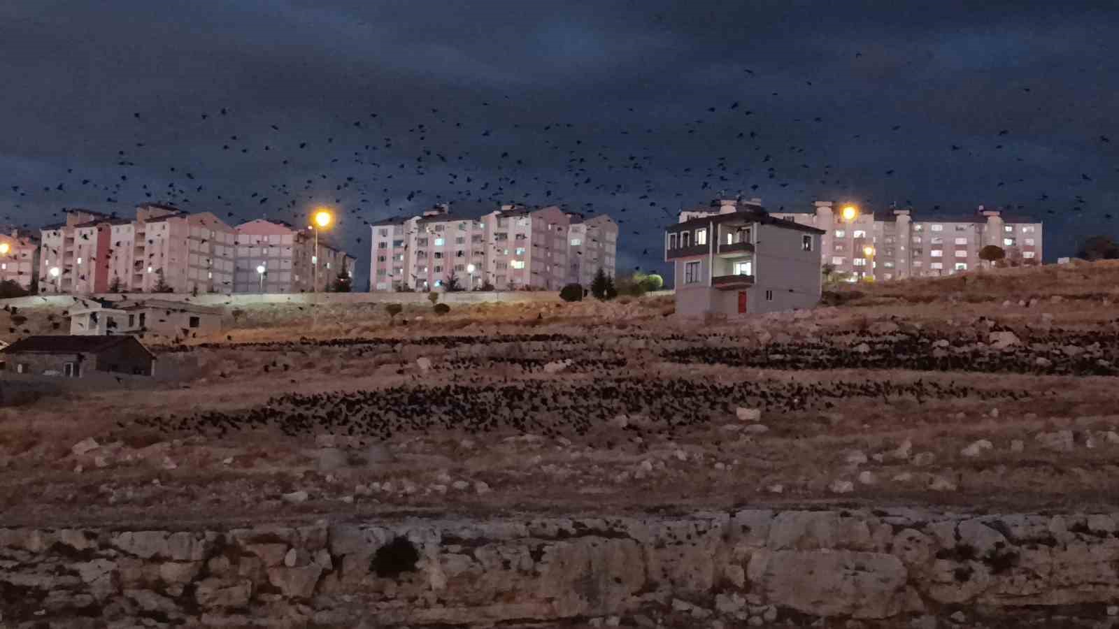 Van’da binlerce karga gökyüzünü kapladı