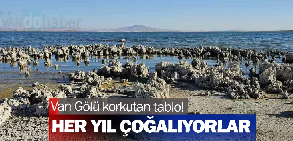 Van Gölü korkutan tablo! Her yıl çoğalıyorlar