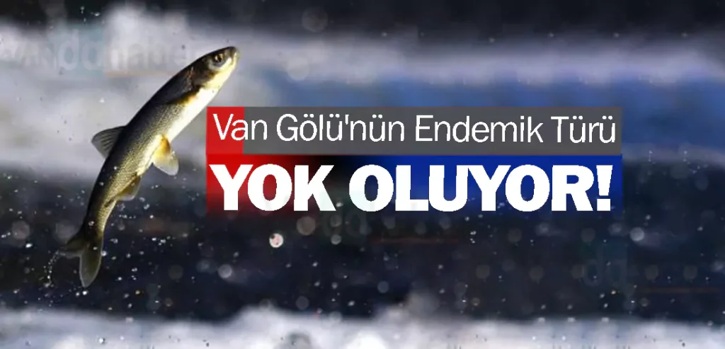 Van Gölü'nün Endemik Türü Şimdi Yok Olmanın Eşiğinde