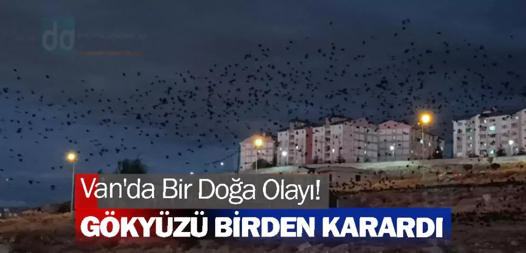 Van'da Bir Doğa Olayı! Kargalar Gökyüzünü Kaplandı!