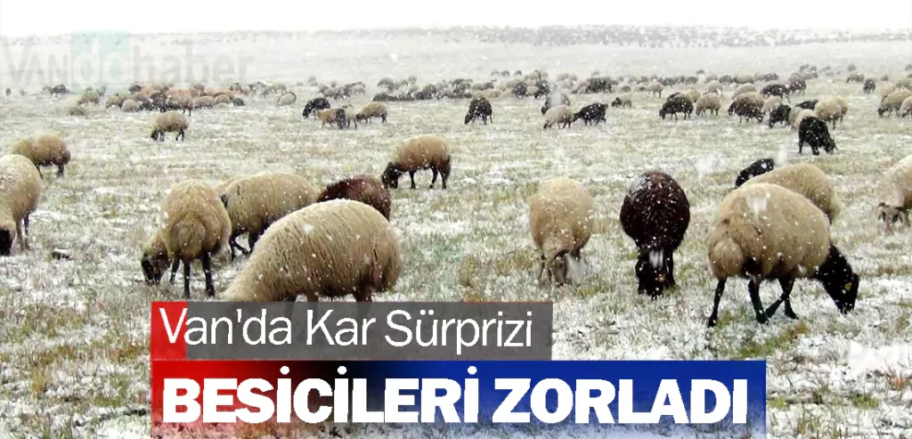 Van'da Kar Sürprizi Besicileri Zorladı