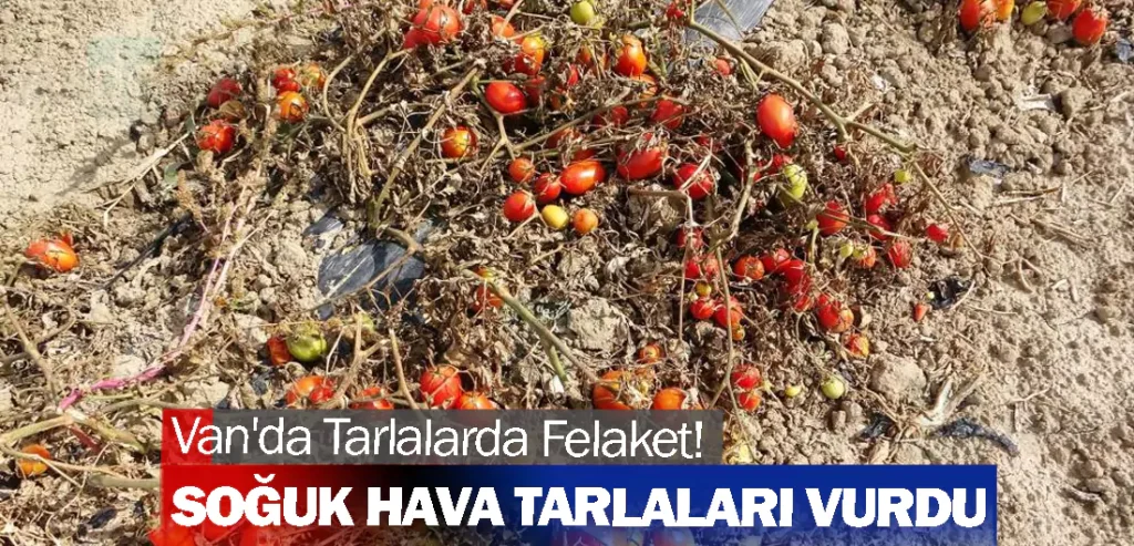 Van'da Tarlalarda Felaket! Soğuk hava tarlaları vurdu