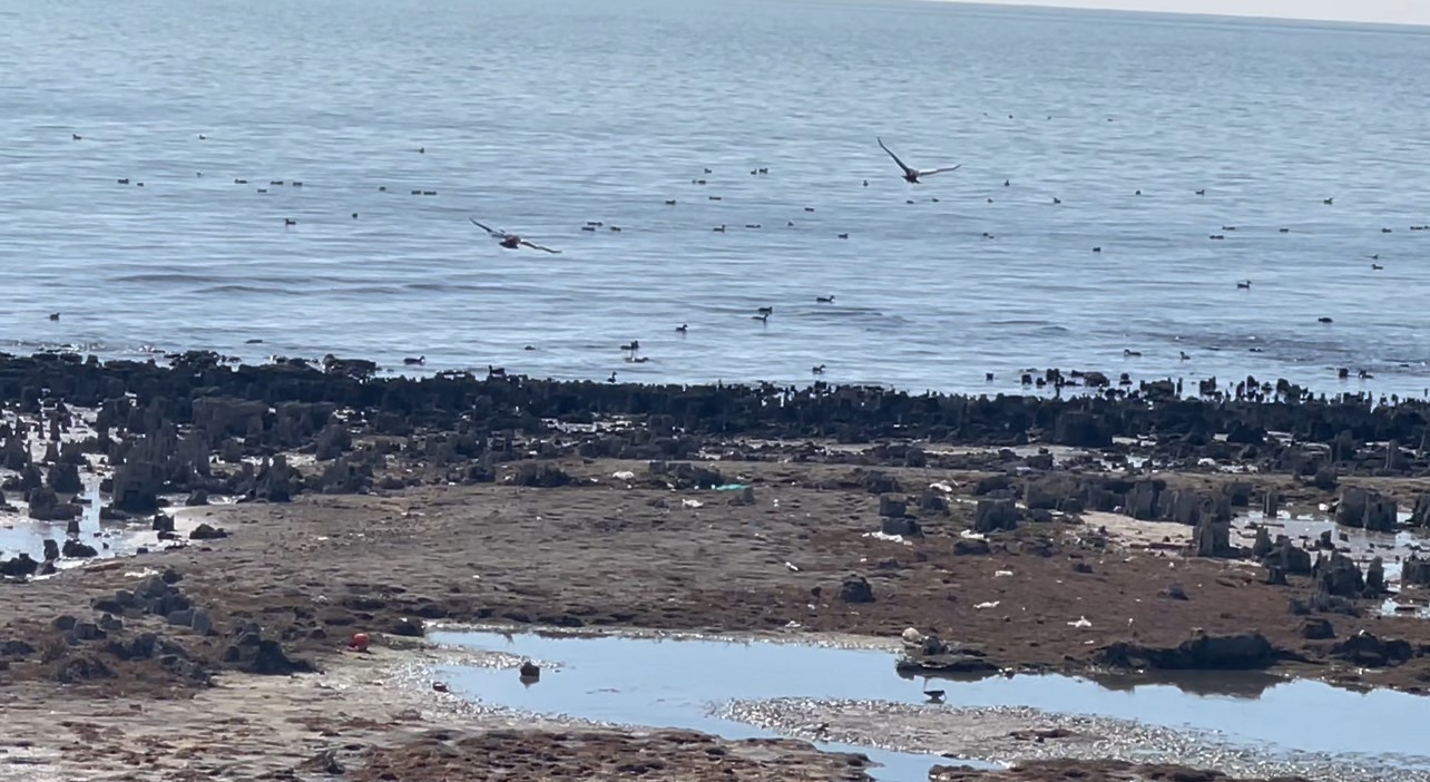 Van Gölü’ndeki su çekilmesi, kuşlar için yeni yaşam alanı oluyor