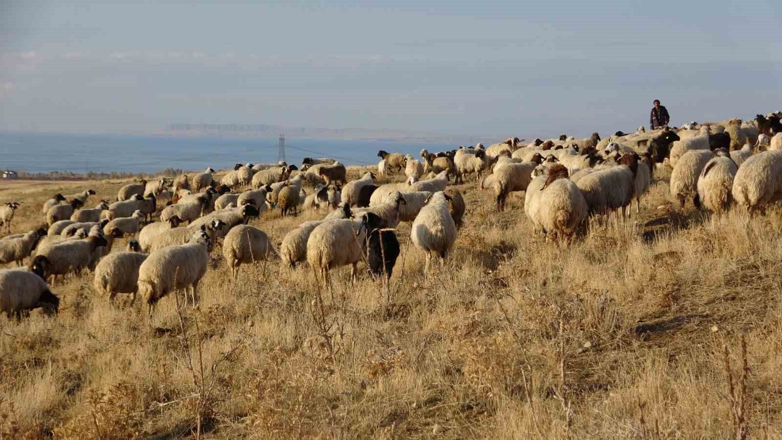 Van’ın küçükbaş hayvancılığına 200 bin koyunla rekor destek