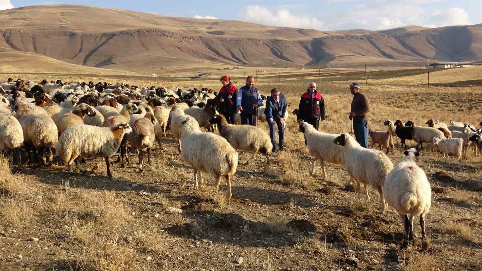 Van’ın küçükbaş hayvancılığına 200 bin koyunla rekor destek