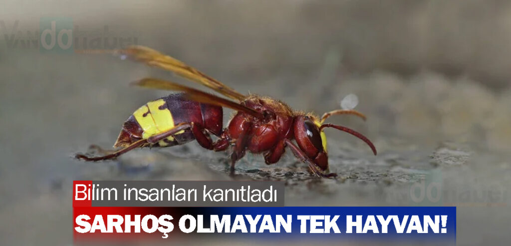 Bilim insanları kanıtladıSarhoş olmayan tek hayvan!