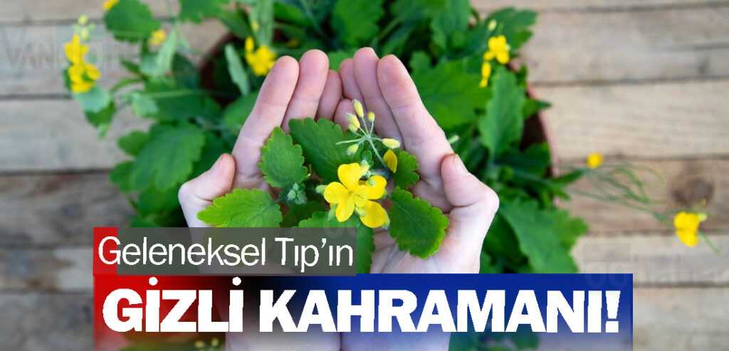 Geleneksel Tıp’ın Gizli Kahramanı! Kırlangıç Otu