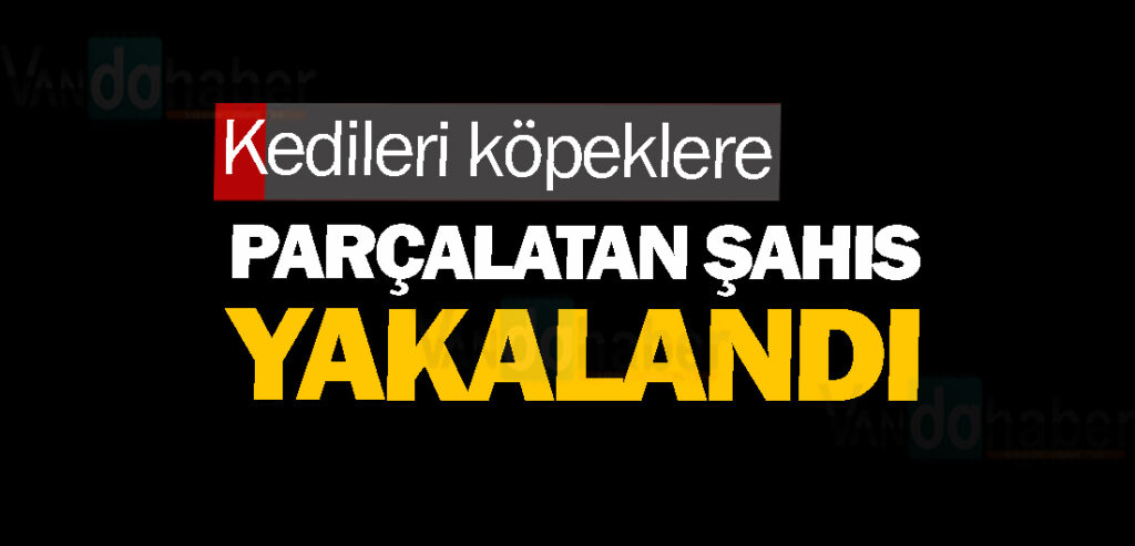 Kedileri köpeklere parçalatan şahıs yakalandı