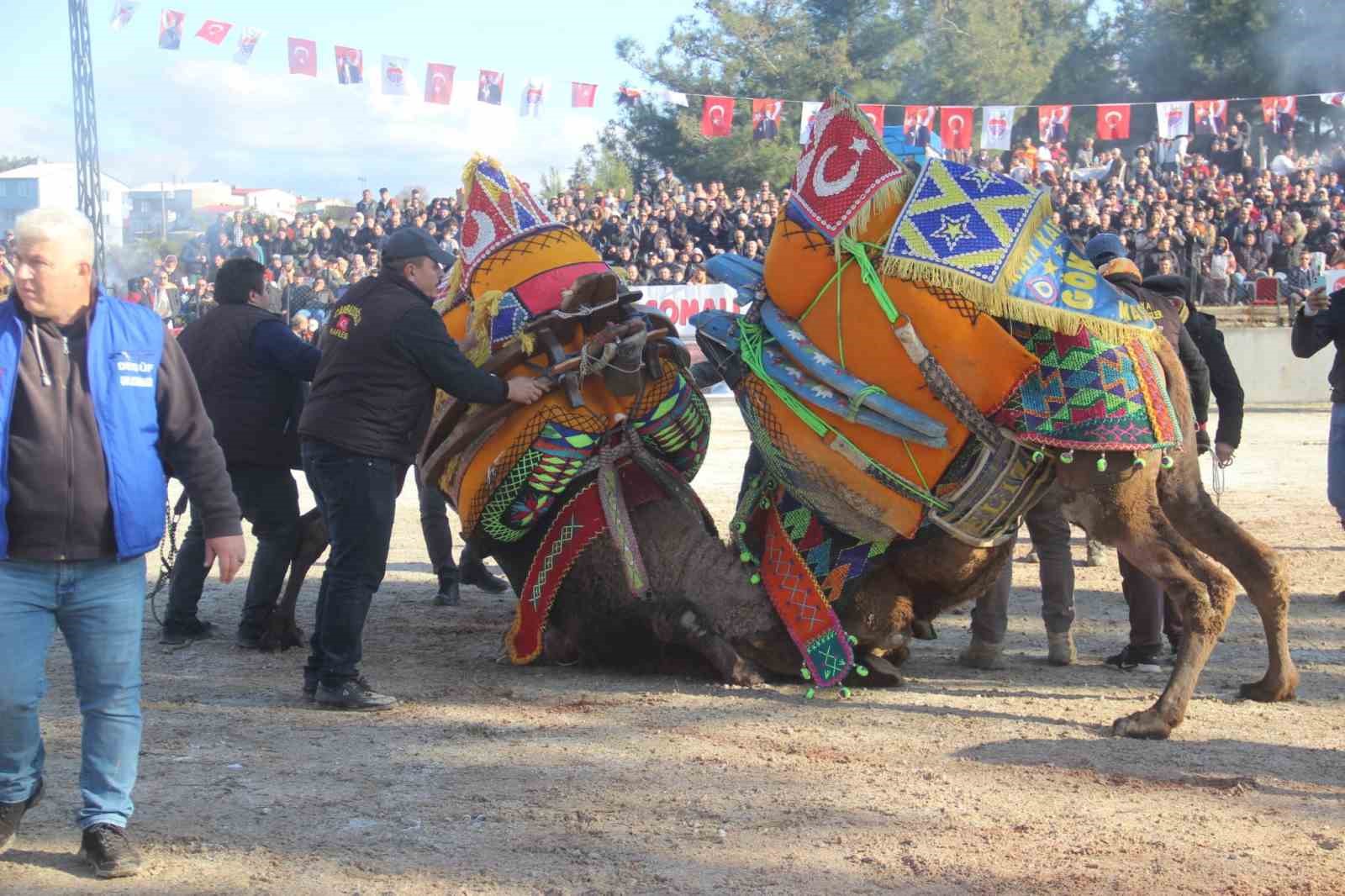 Bayramiç’te deve güreşine büyük ilgi