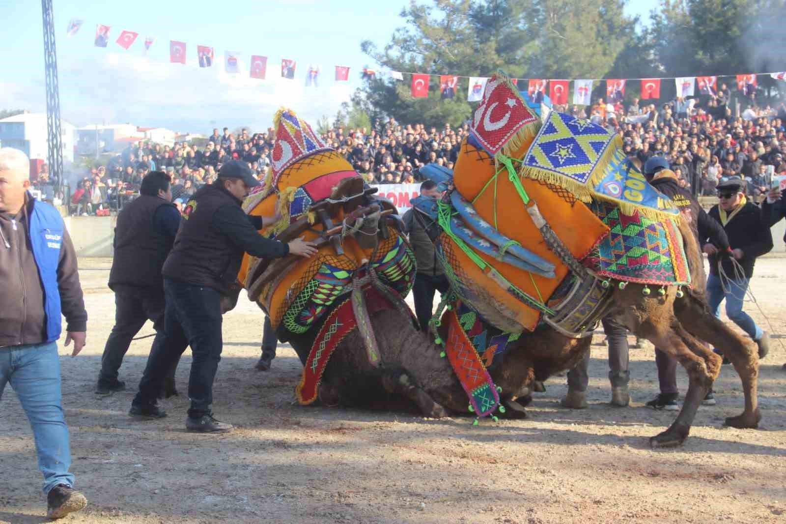 Bayramiç’te deve güreşine büyük ilgi