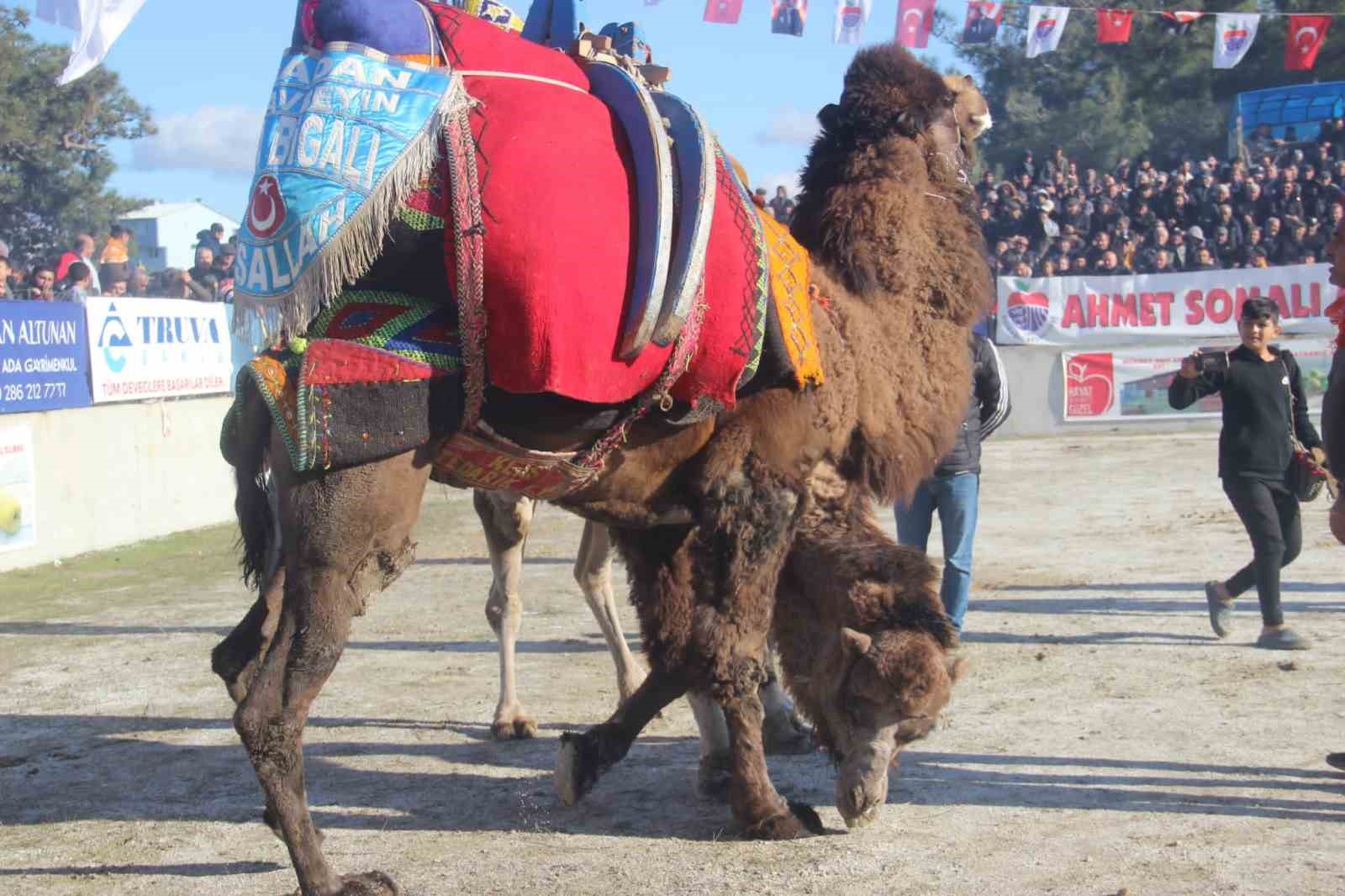 Bayramiç’te deve güreşine büyük ilgi