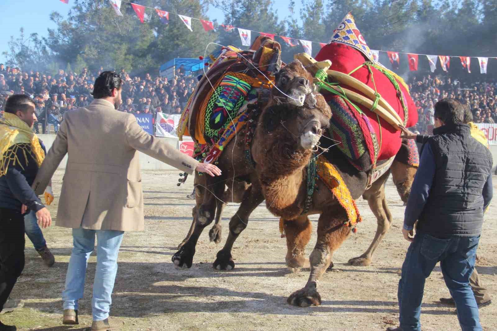 Bayramiç’te deve güreşine büyük ilgi