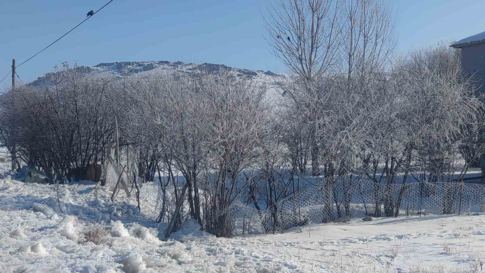 Van buz kesti; ağaçlar ve bitkiler kırağı tuttu