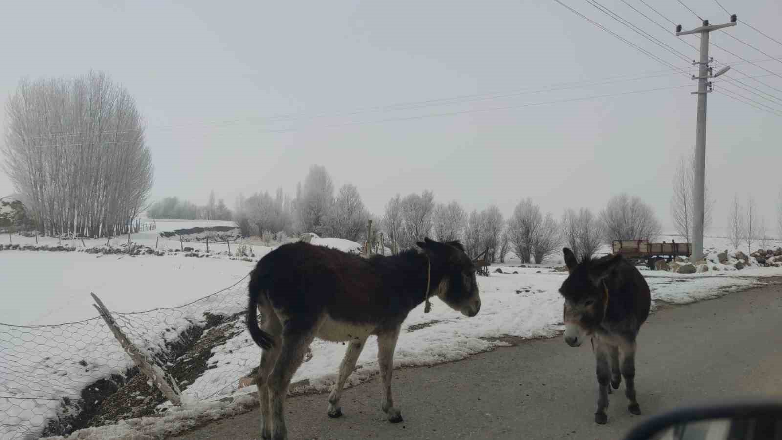 Van buz kesti; ağaçlar ve bitkiler kırağı tuttu