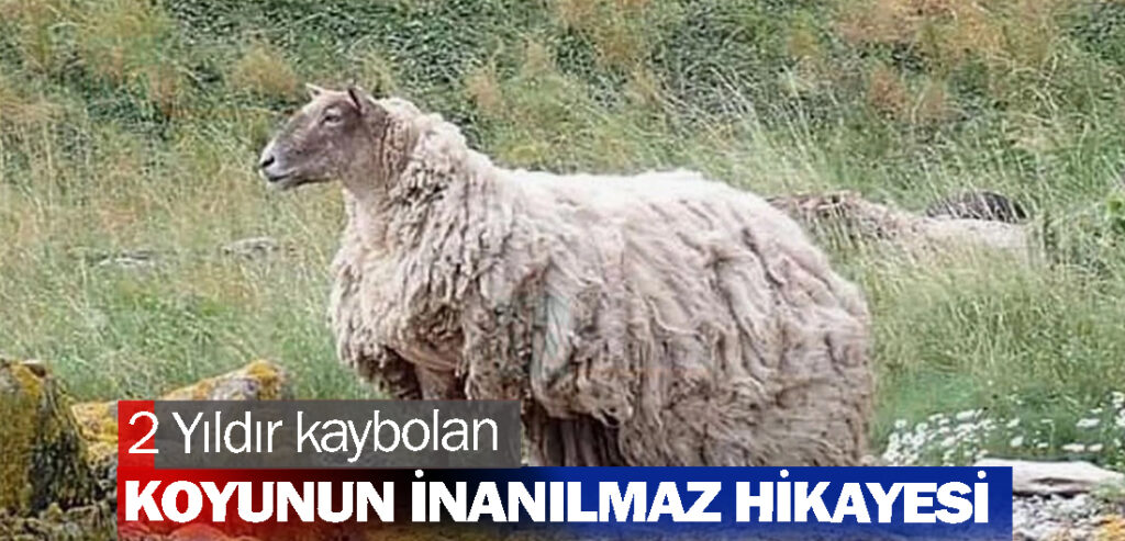 2 Yıldır kaybolan Koyunun İnanılmaz Hikayesi