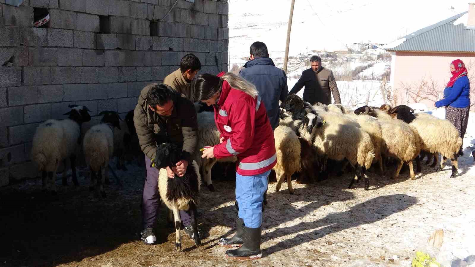 Van’da zorlu kış şartlarına rağmen aşı ve küpe çalışmaları sürüyor