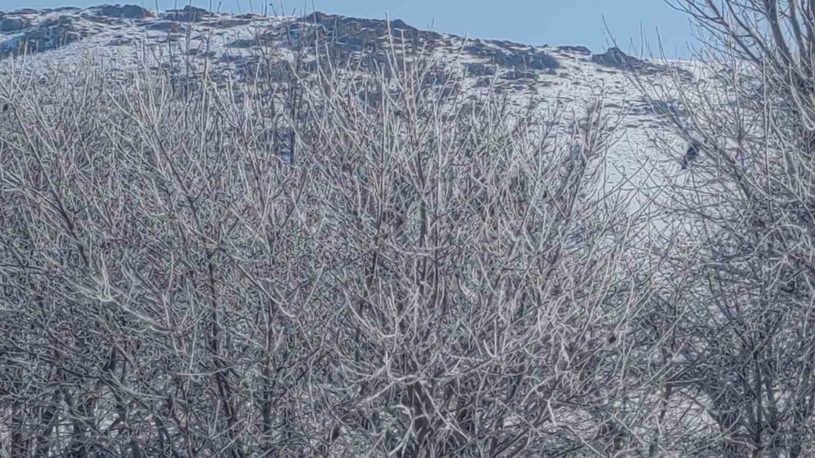 Van’da dereler dondu, ağaçlar kırağı tuttu