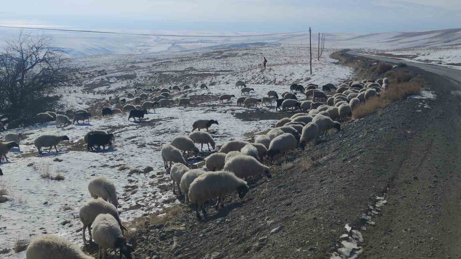 Van’da koyunlarını kar üzerinde otlatarak yemden tasarruf sağlıyorlar