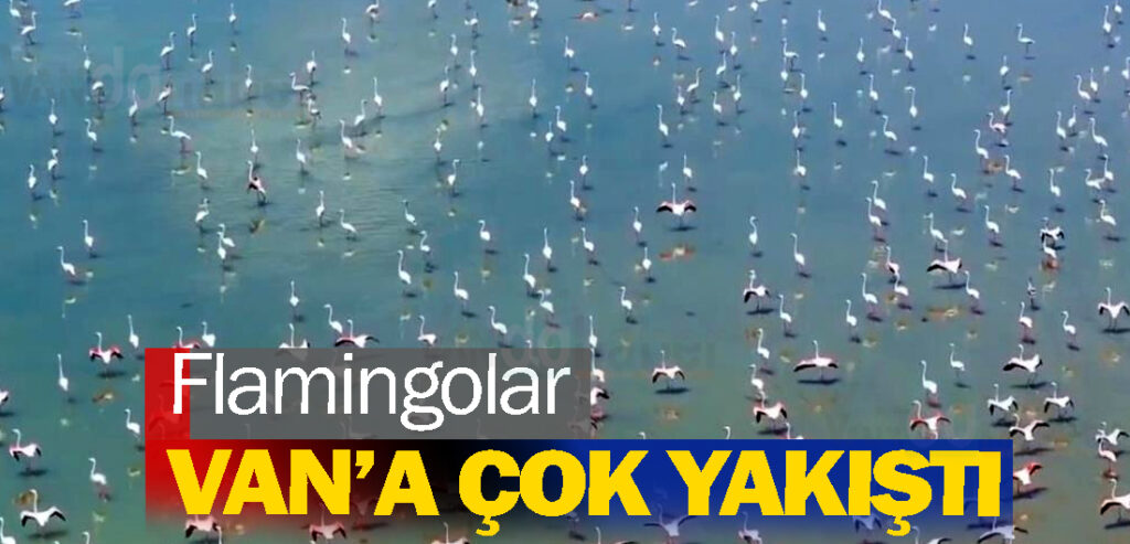 Flamingolar Van’a çok yakıştı