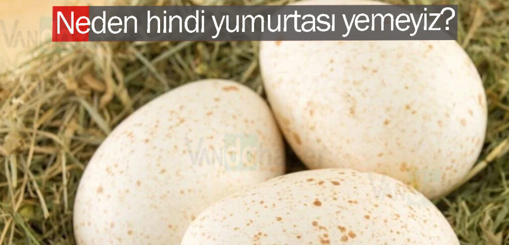 Neden hindi yumurtası yemeyiz?