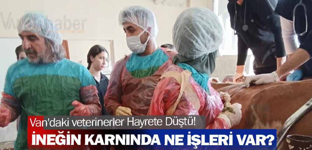 Van'daki veterinerler Hayrete Düştü! İneğin Karnında Ne İşleri Vardı?