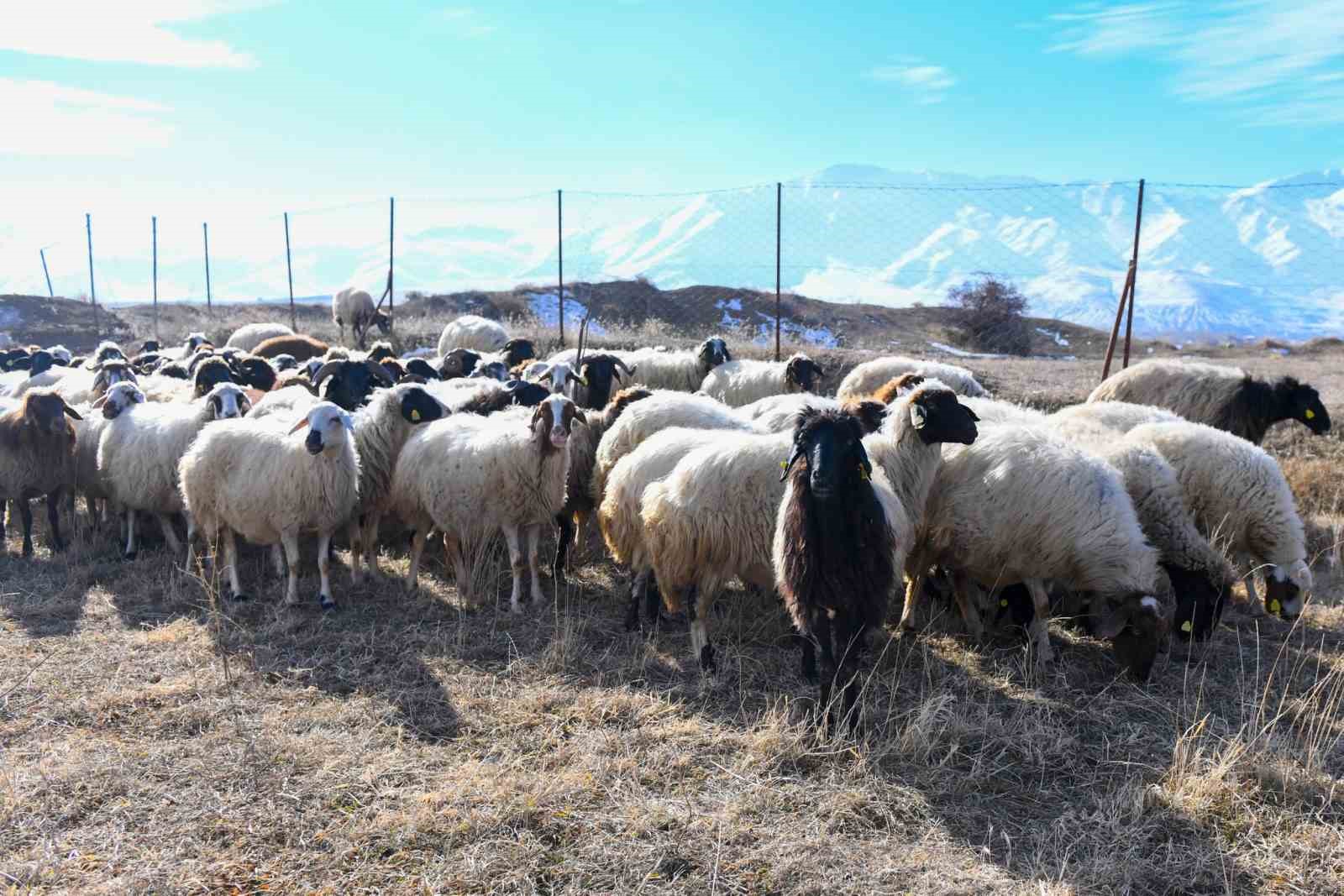 Van’da koyunculuk projesi başarıyla devam ediyor