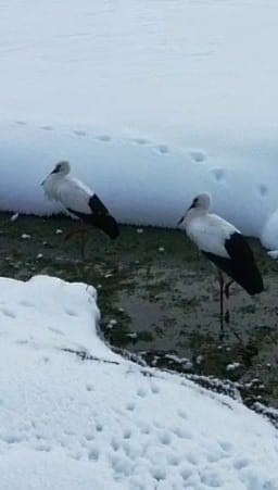 Özalp’te iki leylek dondurucu soğuğa direniyor