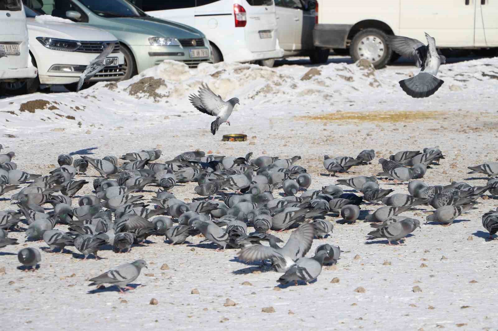 Van’da güvercinlerin yem mücadelesi büyüledi