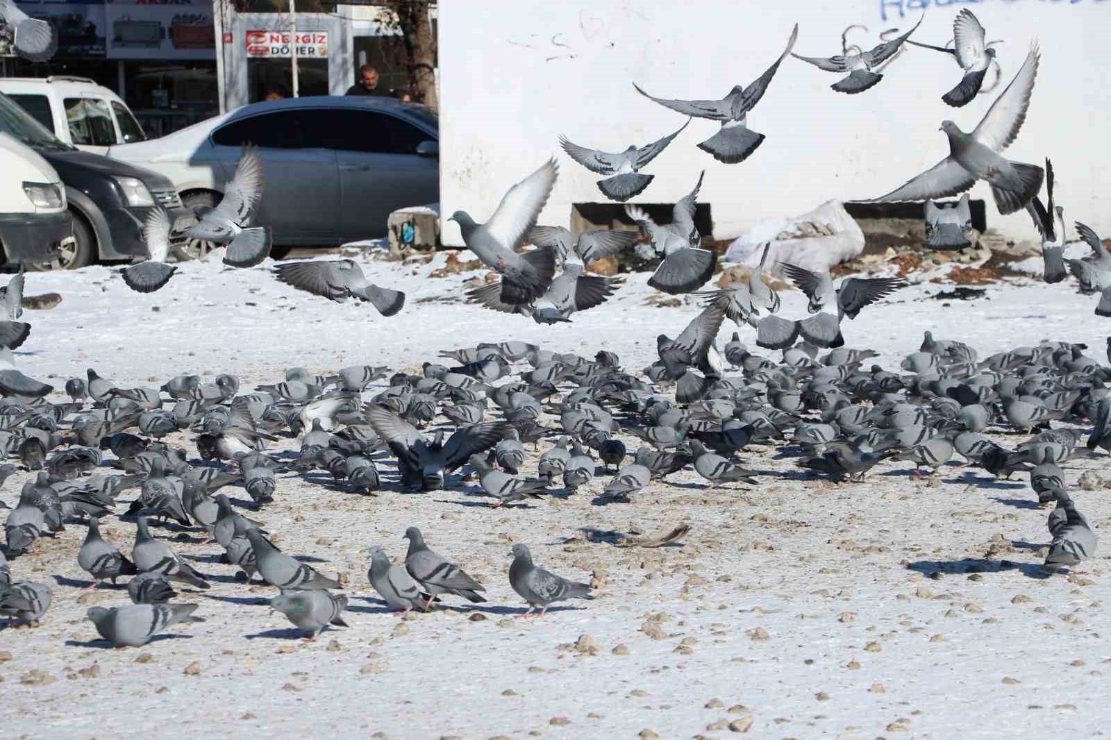 Van’da güvercinlerin yem mücadelesi büyüledi