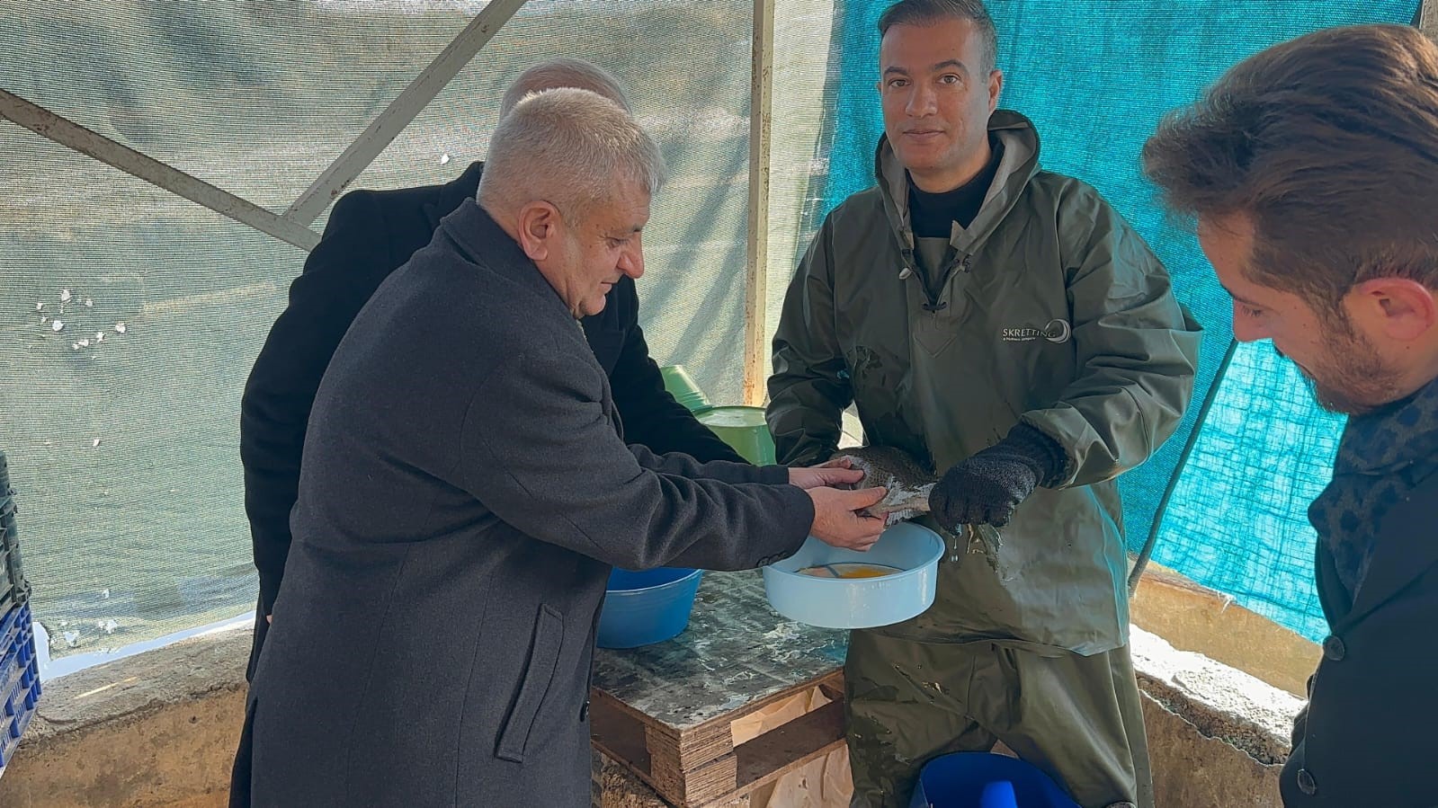 Van’da soğuk havada alabalık sağımı