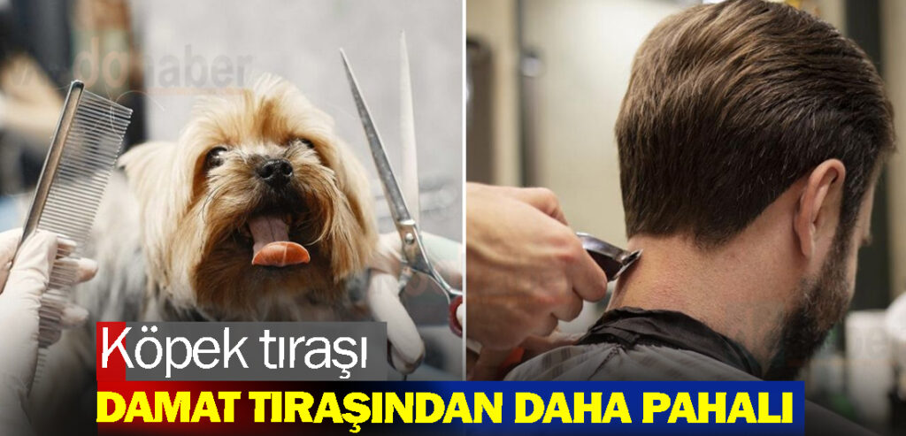 Köpek tıraşı damat tıraşından daha pahalı