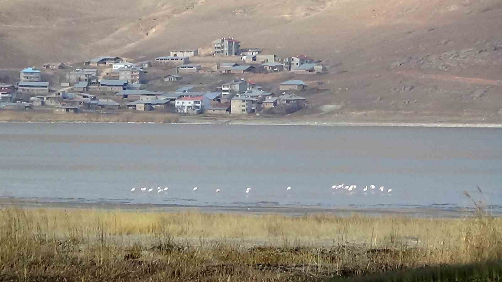 Van Gölü havzasını seven flamingolar kışın da gitmedi