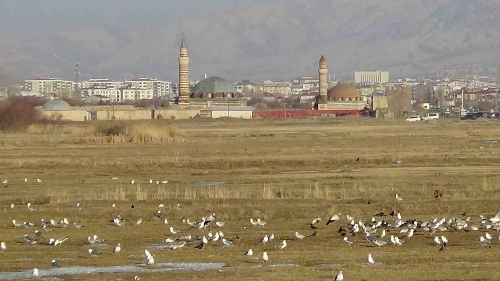 Baharın müjdecisi leylekler, Van’ı sevdi