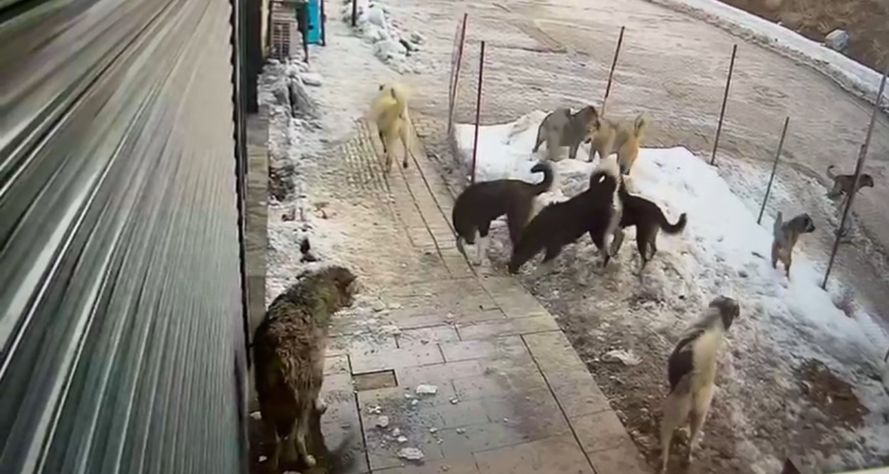 Hakkari’de köpeklerin kurda saldırdığı anlar kamerada