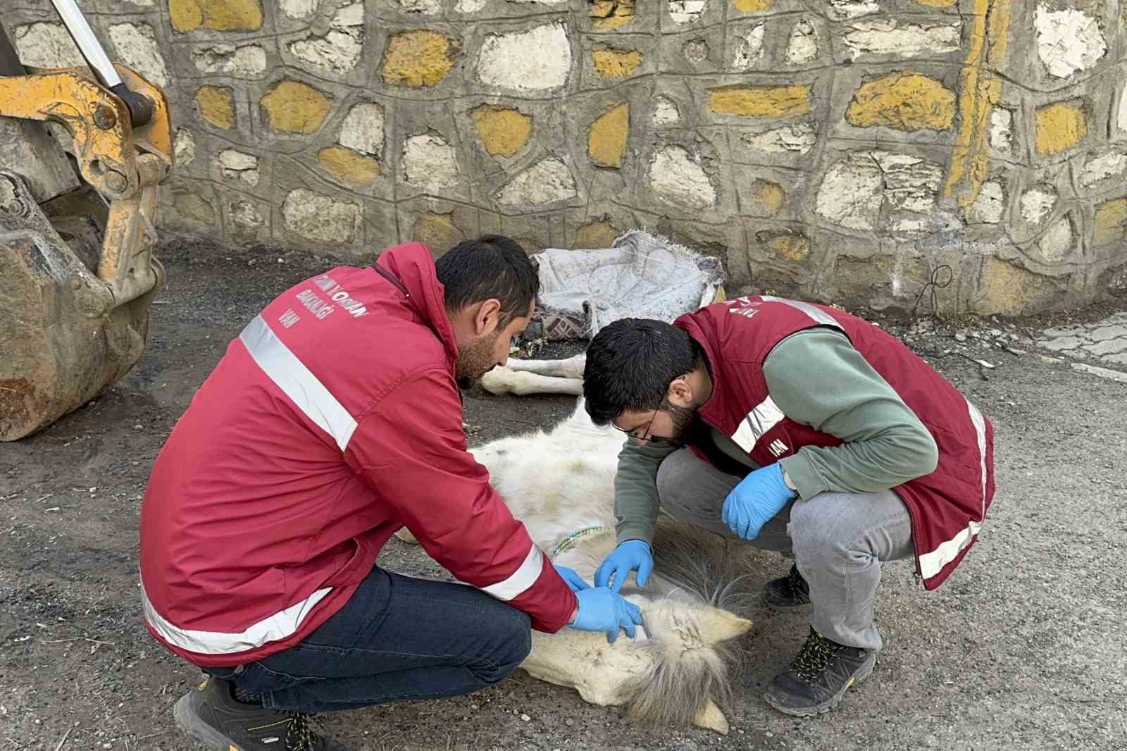 Açlık ve yorgunluktan yere yığılan katır hayata tutundu