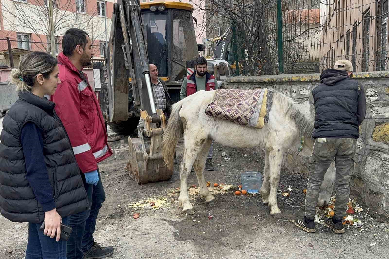 Açlık ve yorgunluktan yere yığılan katır hayata tutundu