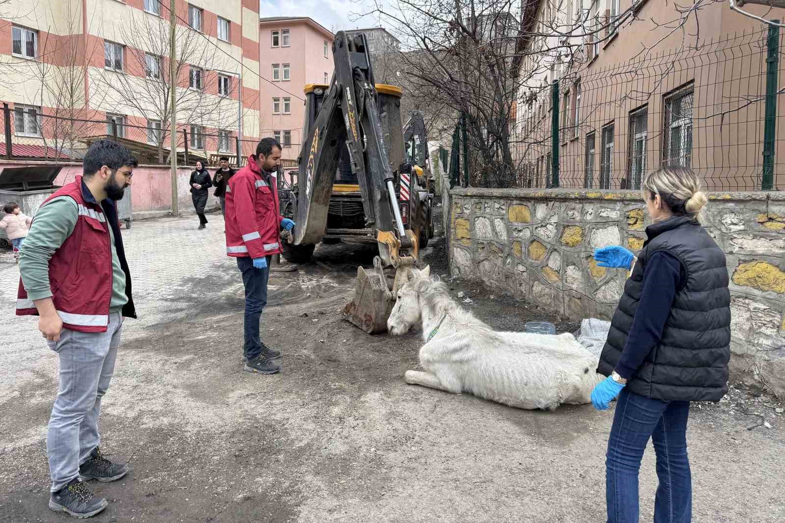 Açlık ve yorgunluktan yere yığılan katır hayata tutundu